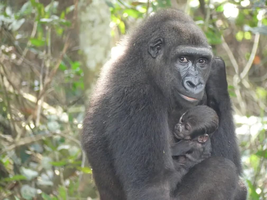 Mayombe ismli gorilla yangi tug‘ilgan chaqalog‘ini ushlab turibdi. Mayombe va Jongo asli tutqunlikda tug‘ilib, so‘ng yovvoyi tabiatda farzandli bo‘lgan tarixdagi ilk gorillalar bo‘ldi.