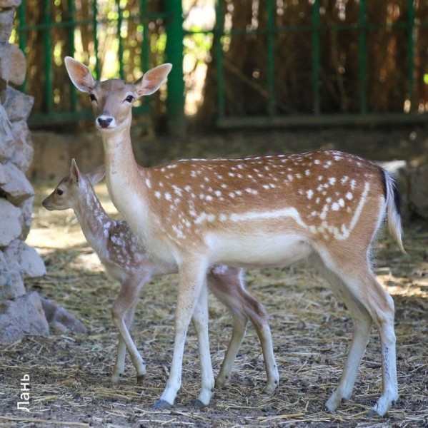 Фото: Telegram / Tashkent Zoo Official
