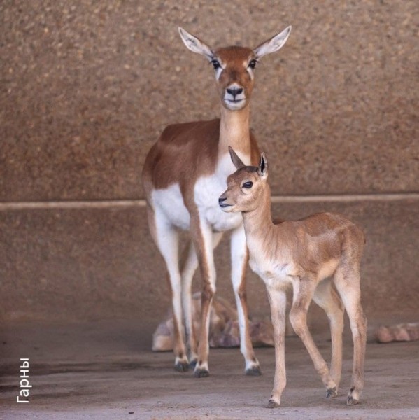 Foto: Telegram / Tashkent Zoo Official