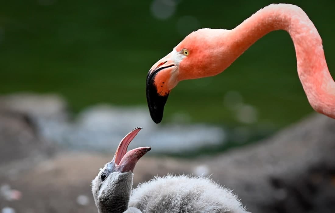 Germaniyaning Kotbus shahridagi hayvonot bog‘ida yashayotgan flamingolar.