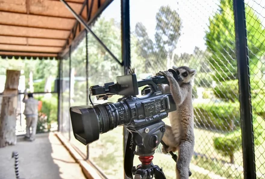 Turkiyadagi Tarsus tabiat bog‘ida Ommaviy axborot vositalari kunida kameradan qarab turgan lemur.