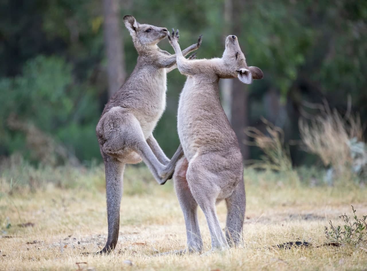 Janubiy Avstraliyada urishayotgan ikki g‘arbiy kulrang kenguru.