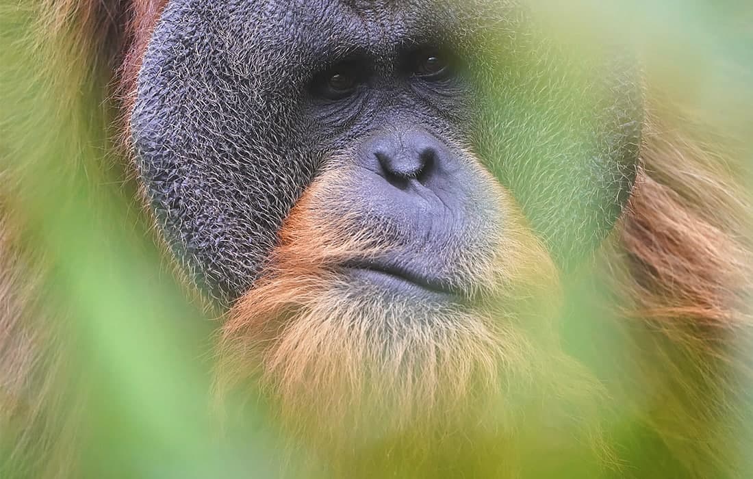 Gamburgdagi Xagenbek hayvonot bog‘ida istiqomat qiluvchi Zuan laqabli orangutan.