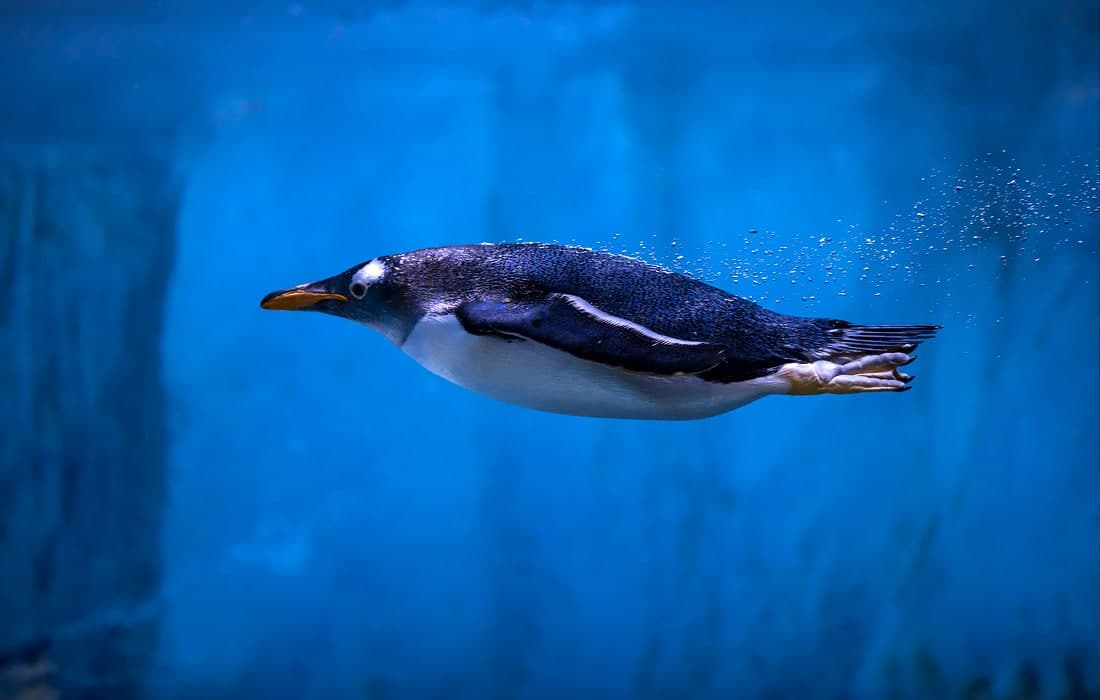 Istanbul akvariumida suzib yurgan pingvin.