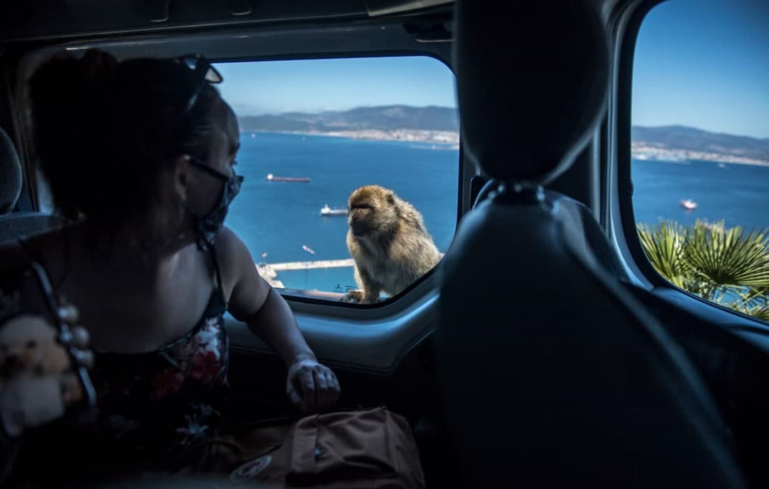 Гибралтар қўриқхонасига экскурсия пайтида автоулов ойнасидан ичкаридаги одамларга қараб турган маймун.
