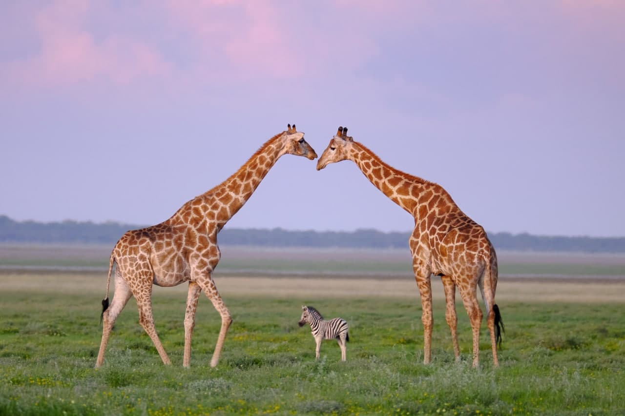 Namibiyaning Etosha milliy qo‘riqxonasida yashovchi ikki jirafa o‘rtasidagi zebra bolasi.