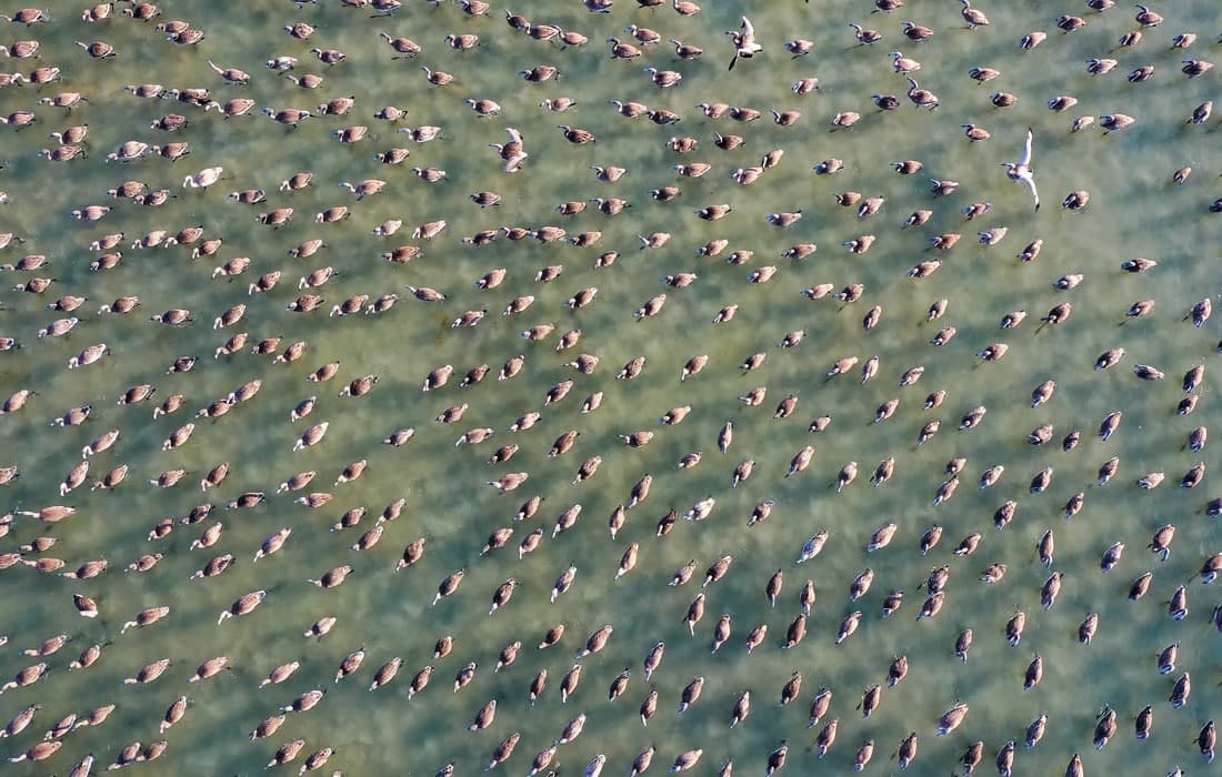 Izmir qushlar qo‘riqxonasidagi flamingo polaponlari.