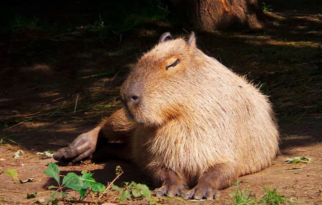 Moskva hayvonot bog‘ining yozgi hovlisida yotgan kapibara.