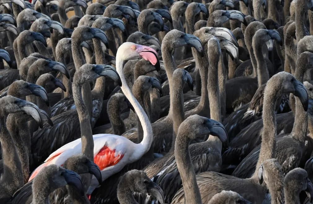 Frasiyaning Monpelye shahri yaqinida turlarning evolyutsiyasini kuzatish uchun markirovka qilingan flamingolar orasida turgan pushti flamingo.