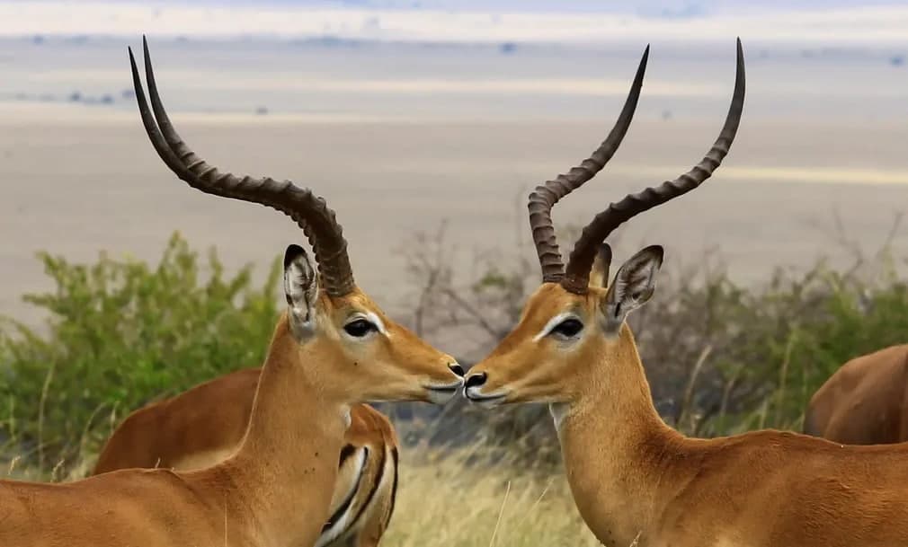 Keniyaning Narok okrugidagi milliy qo‘riqxonada yashovchi antilopalar.