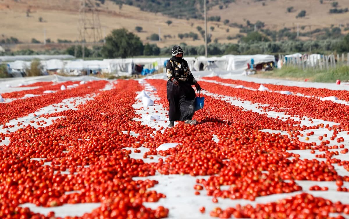 Quyoshda quritilgan pomidor maydonining ko‘rinishi. Mavsumiy ishchilar pomidorlarni Turkiyadagi Izmir shahrining Torbali tumanida qayta ishlaydi.