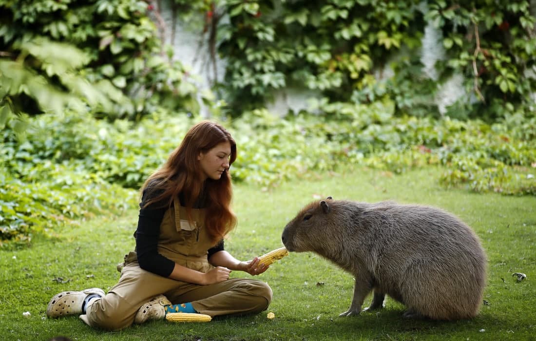 Moskva hayvonot bog‘idagi kapibara.