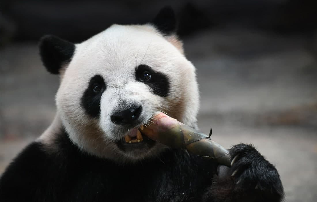 Xitoyning Guangdong viloyati, Chimelong-safari bog‘idagi Kuku laqabli panda.