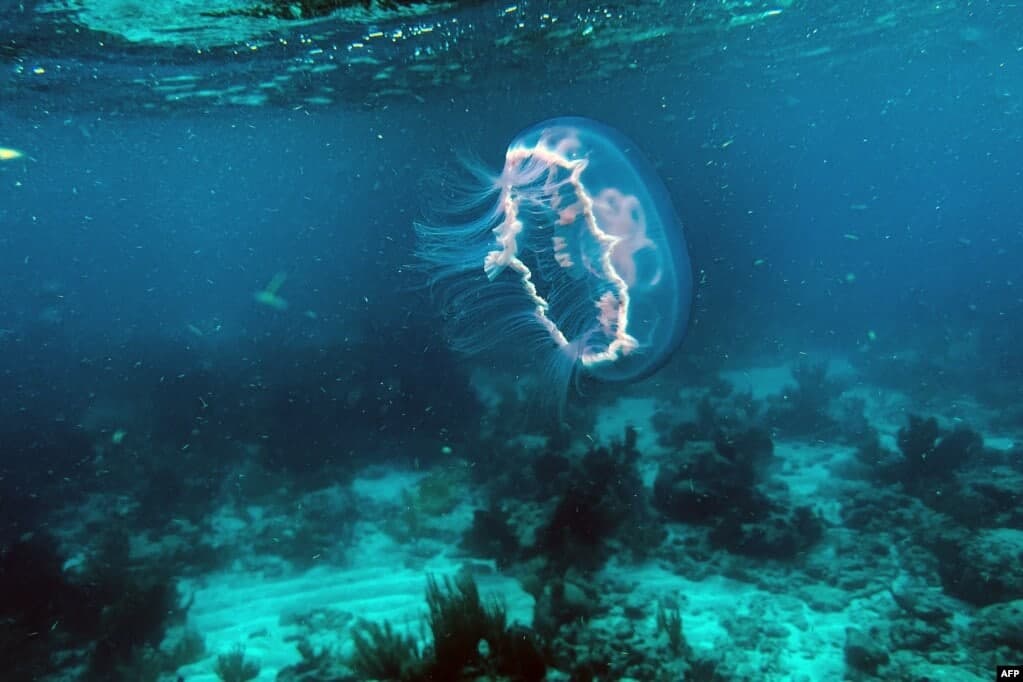 Floridaning Ki-Largo yaqinidagi bo‘g‘ozda o‘lik marjon qoyalar yuqorisida suzib yurgan meduza.