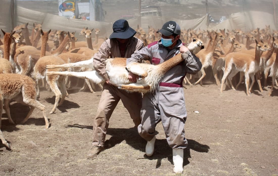 Boliviyaning Puyo Puyo jamoa xo‘jaligida ushlanib, juni kaltalanayotgan vikunya.