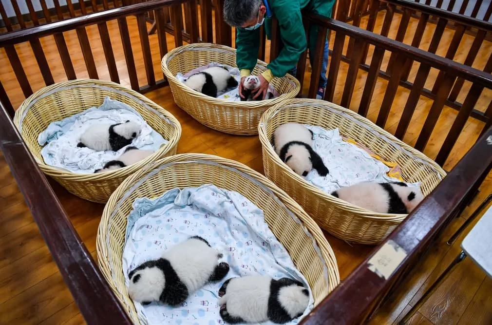 Xitoyning Sichuan provinsiyasi Volong milliy qo‘riqxonasida joylashgan Shenshuping pandalar naslchilik bazasida dam olayotgan panda bolalari.