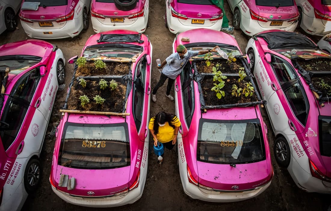 Bangkokda taksi haydovchilari pandemiya sababli foydalanilmayotgan mashinalar ustida sabzavot bog‘ini tashkil qildi.