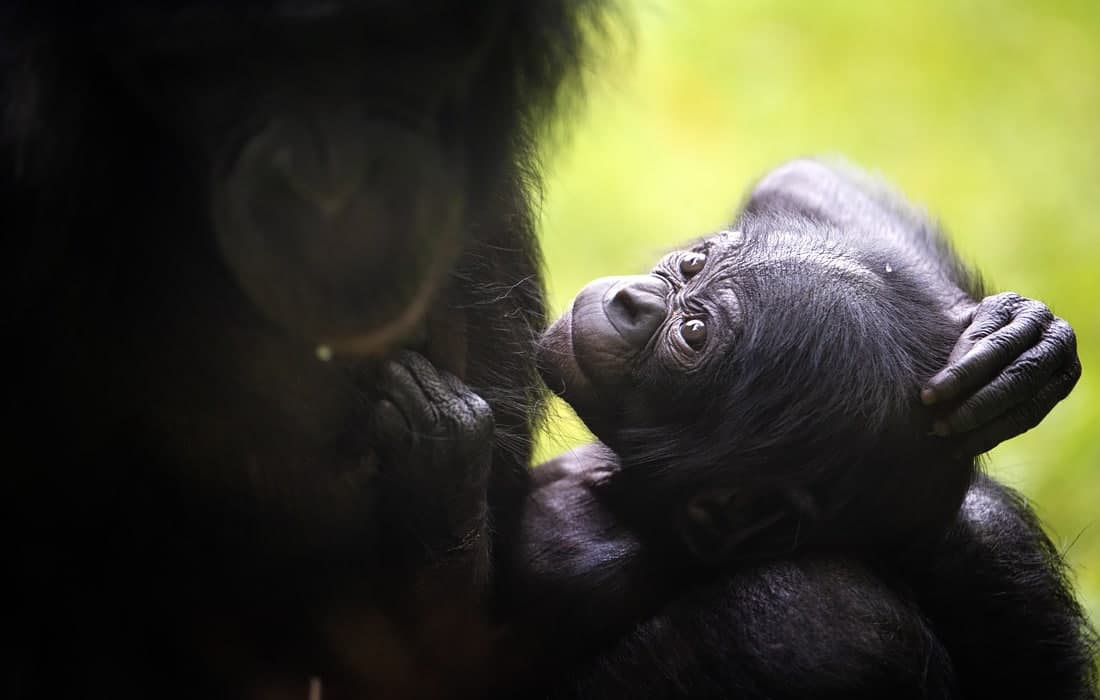 Kyoln hayvonot bog‘idagi kichik shimpanze.