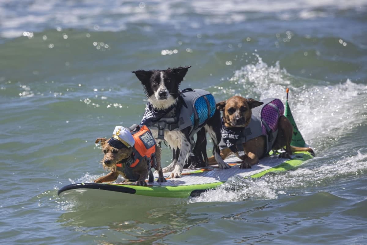 Сёрфер итлар Калифорниянинг Дел Мар шаҳридаги пляжда XVI Surf Dog Surf-A-Thon мусобақасида қатнашяпти.