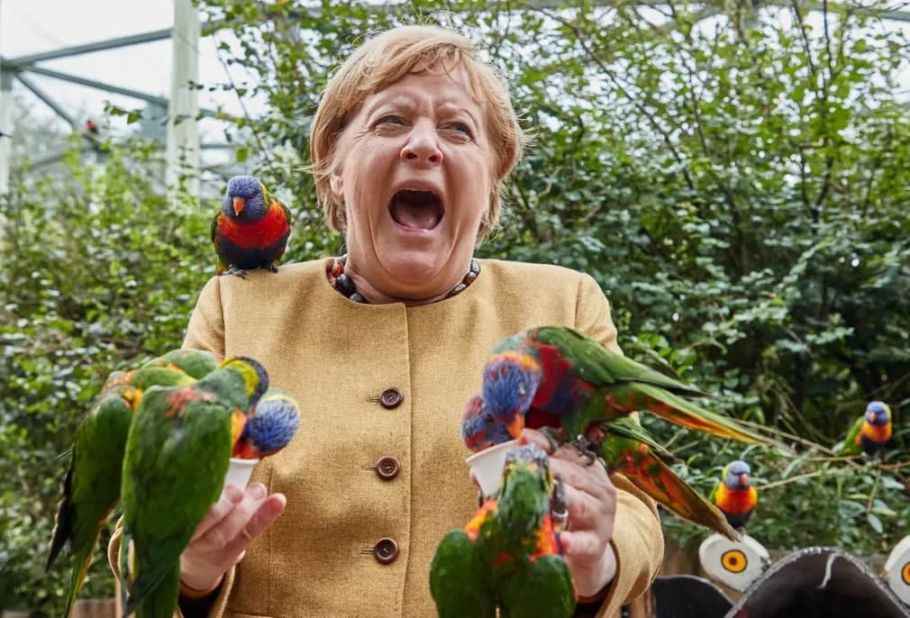 Marlow Bird Park’да австралия лорилари қўлини чўқиб олганига реакция билдираётган Германия канцлери Ангела Меркель.