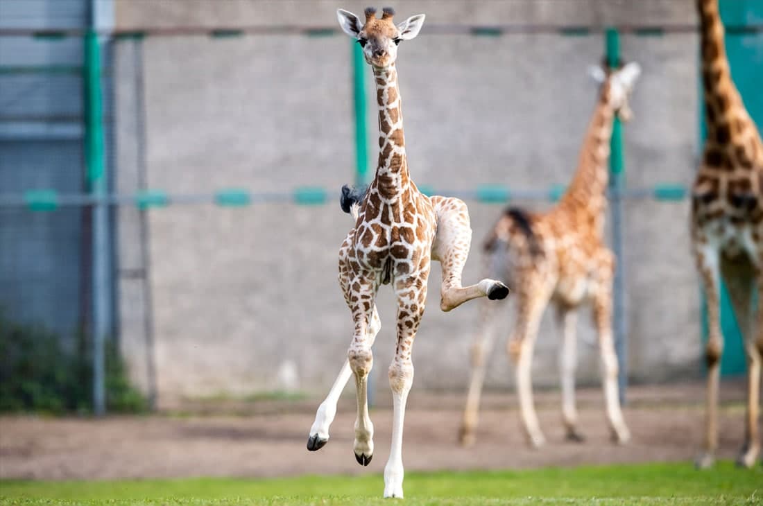 Германиянинг Штукенброк шаҳридаги сафари боғида биринчи марта кўриниш берган жирафа боласи.