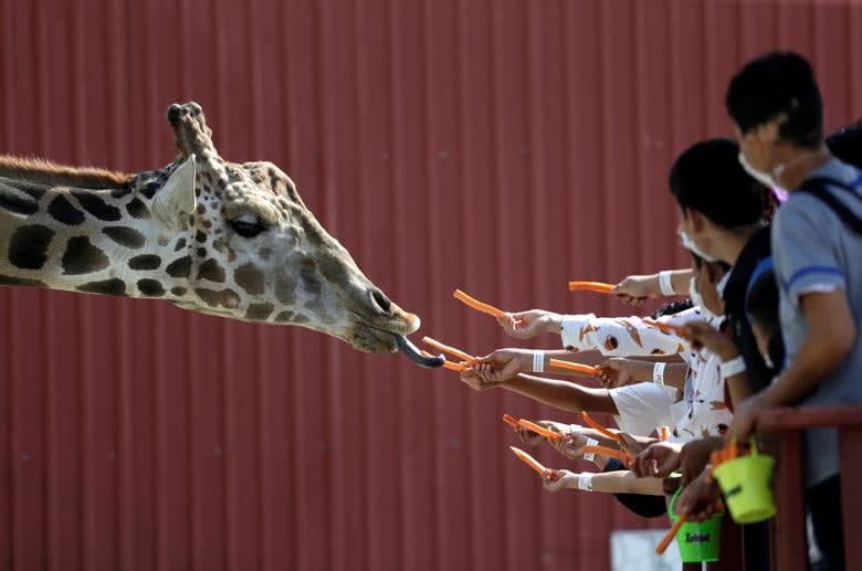Мексиканинг Гарсия шаҳридаги Ксенпал ҳайвонот боғида жирафага сабзи бераётган ташриф буюрувчилар.