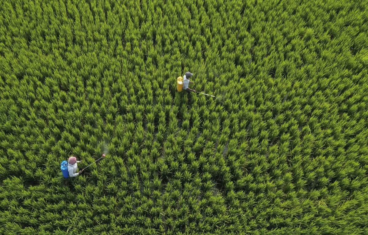 Ҳиндистоннинг Уттар-Прадеш штати, Чандаули туманидаги далага пестицид сепаётган фермерлар.