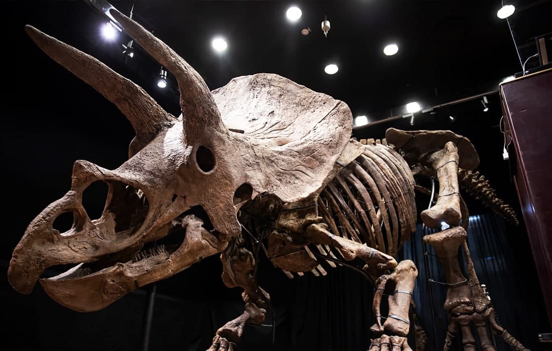 Трисератопснинг энг катта скелети Парижда кимошди савдосига қўйилди. Америкалик шахсий коллексионер 6,65 миллион еврога динозавр скелетини сотиб олди.