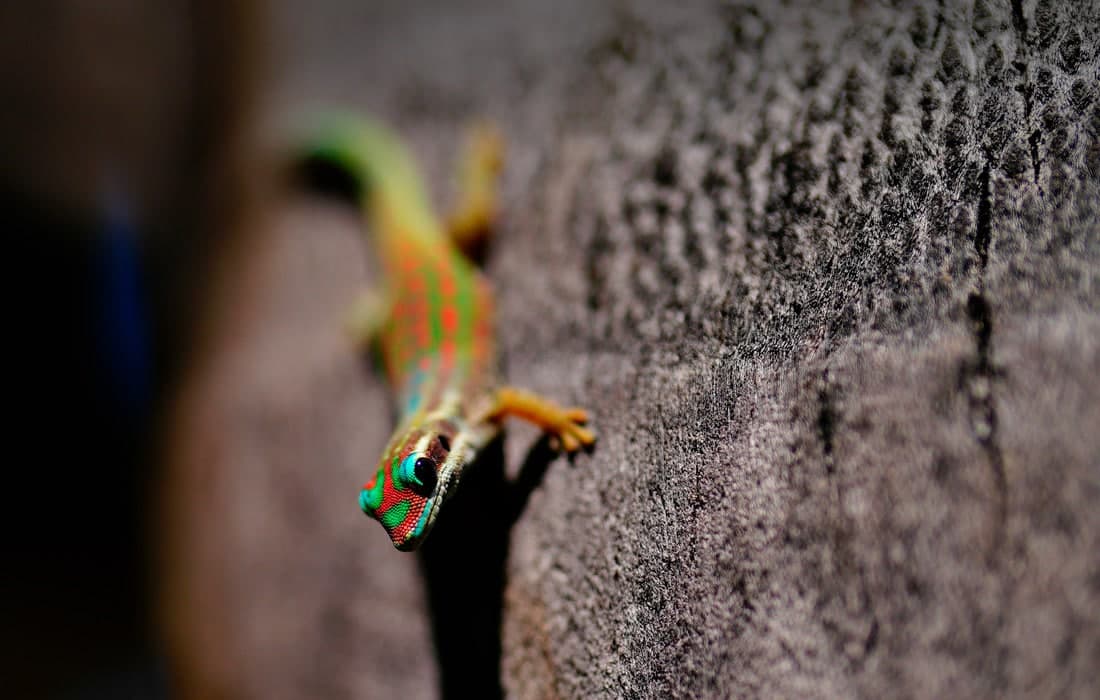 Маврикий оролидаги геккон.