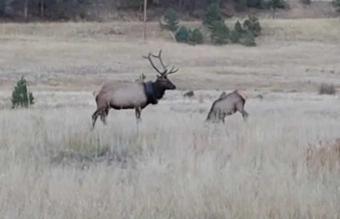 Foto: Colorado Parks and Wildlife