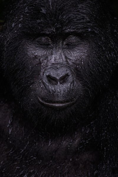 “Aks” — yomg‘ir ostidagi tog‘ gorillasi
