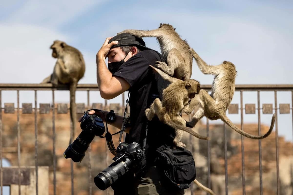 Bangkok shimolidagi Lopburi provinsiyasida har yili o‘tkaziladigan maymunlar festivali vaqtida Pra Prang Sam Yod ibodatxonasida yaqinida fotograf ustiga chiqib olgan makakalar.