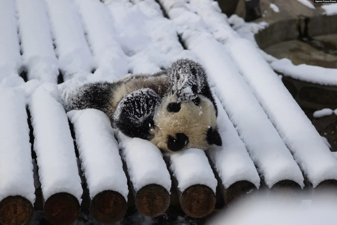 Хитойнинг шимолидаги Шэьнси провинциясидаги Сиань шаҳрида қор ўйнаётган панда.