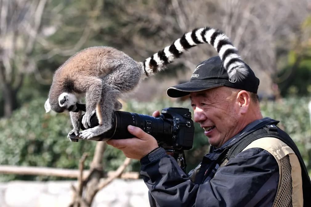 Xitoydagi Qingdao o‘rmonida lemur kameraga qiziqish bildirmoqda.