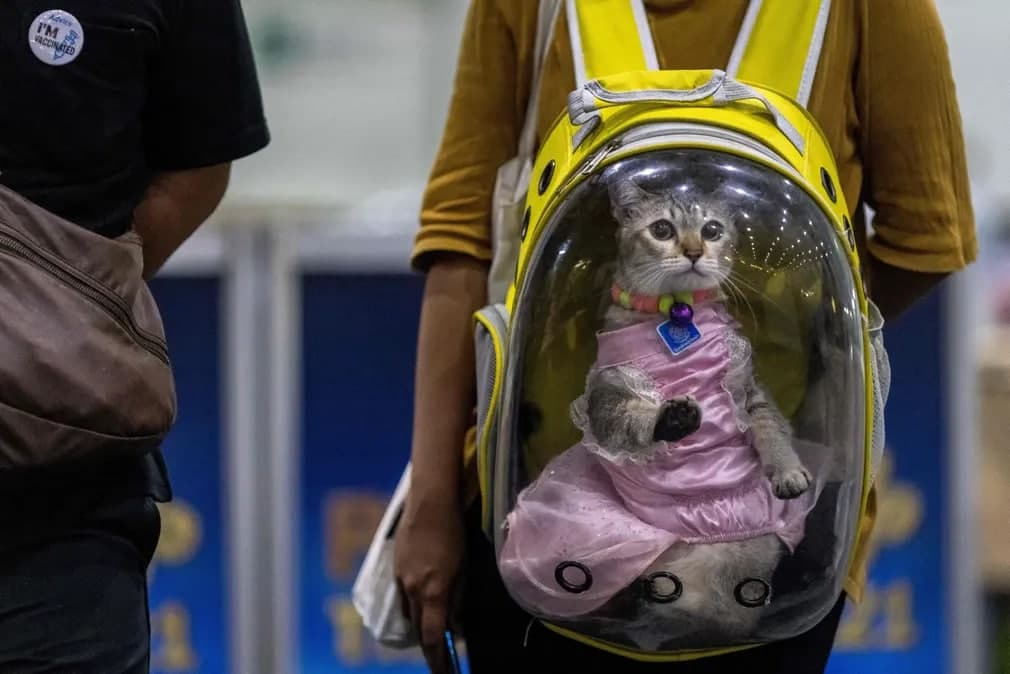 Bangkokda har yili bo‘lib o‘tadigan Pet Expo ko‘rgazmasida shaffof ryukzakda ketayotgan ko‘ylak kiygan mushuk.