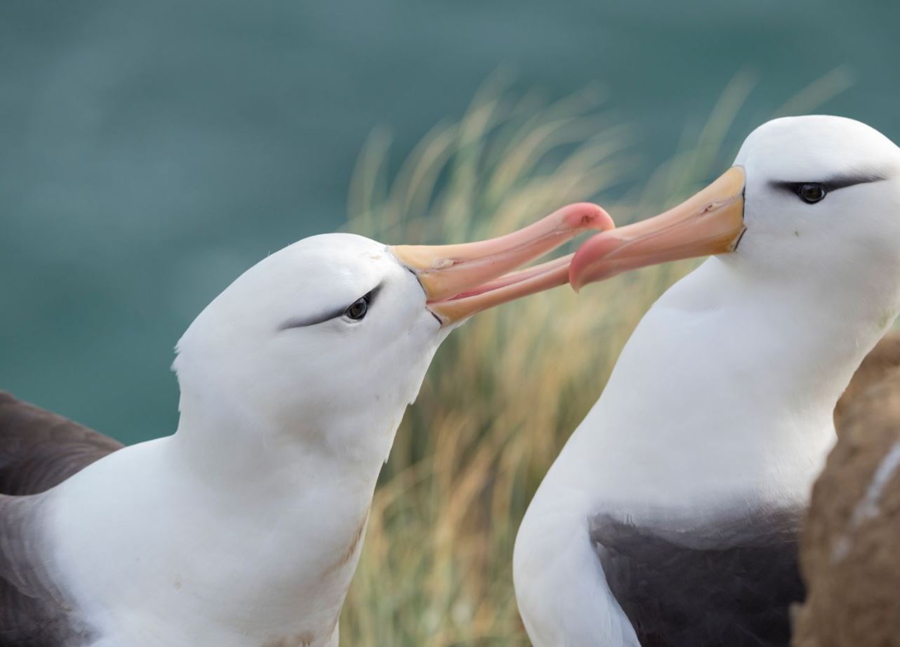 Folklend orollaridagi qoraqosh albatroslar juftligi.