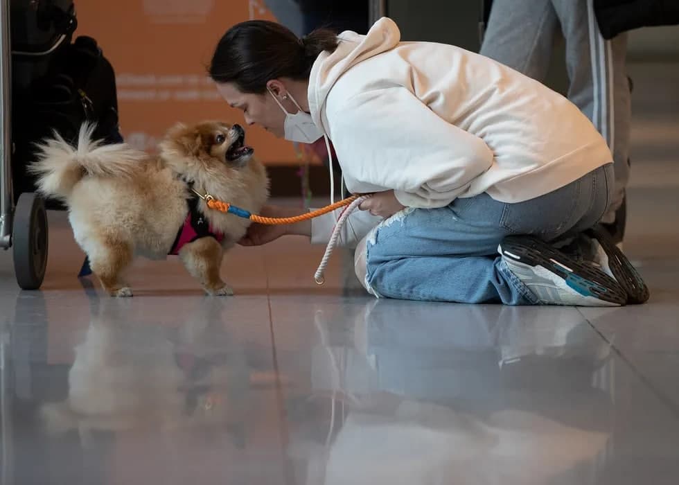 Londondan qaytgan Roberta Gibson sevimli iti Chu-Chu bilan Boston aeroportida qayta ko‘rishdi. 8-noyabr, 2021-yil.