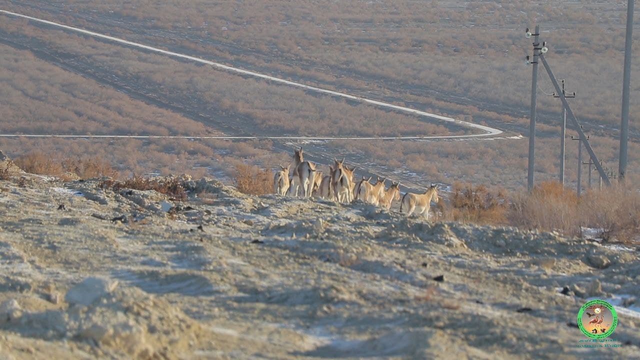 Foto: “Sudoche-Aqpetkey” davlat buyurtma qo‘riqxonasi