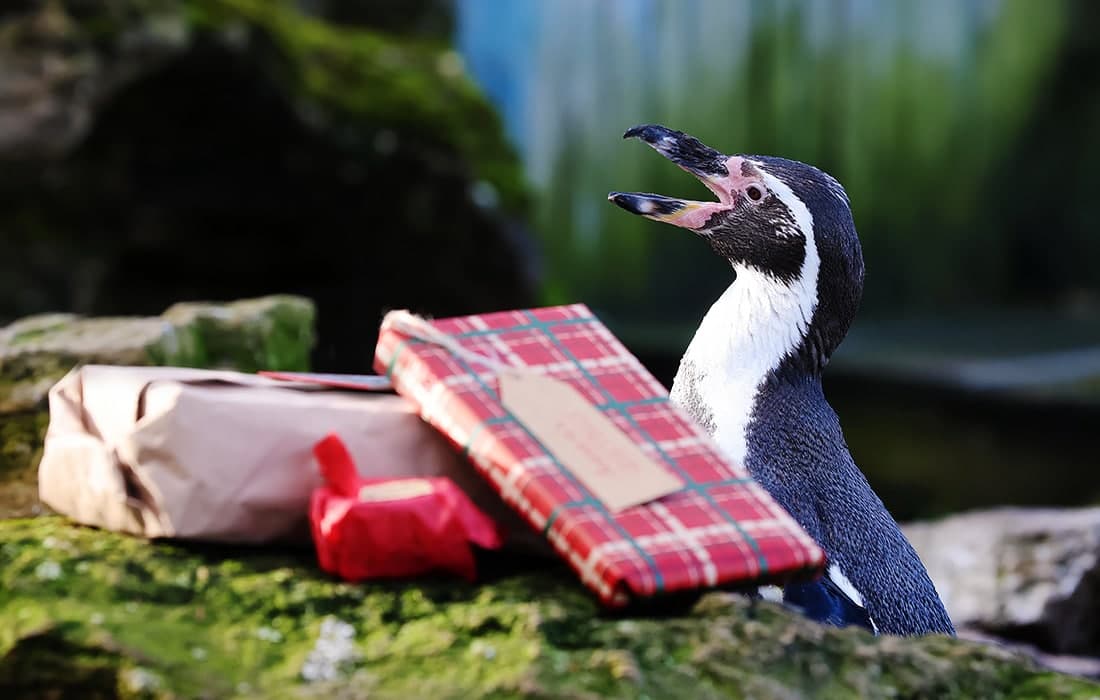 Лондон ҳайвонот боғига ташриф буюрувчилардан совға олган пингвин.
