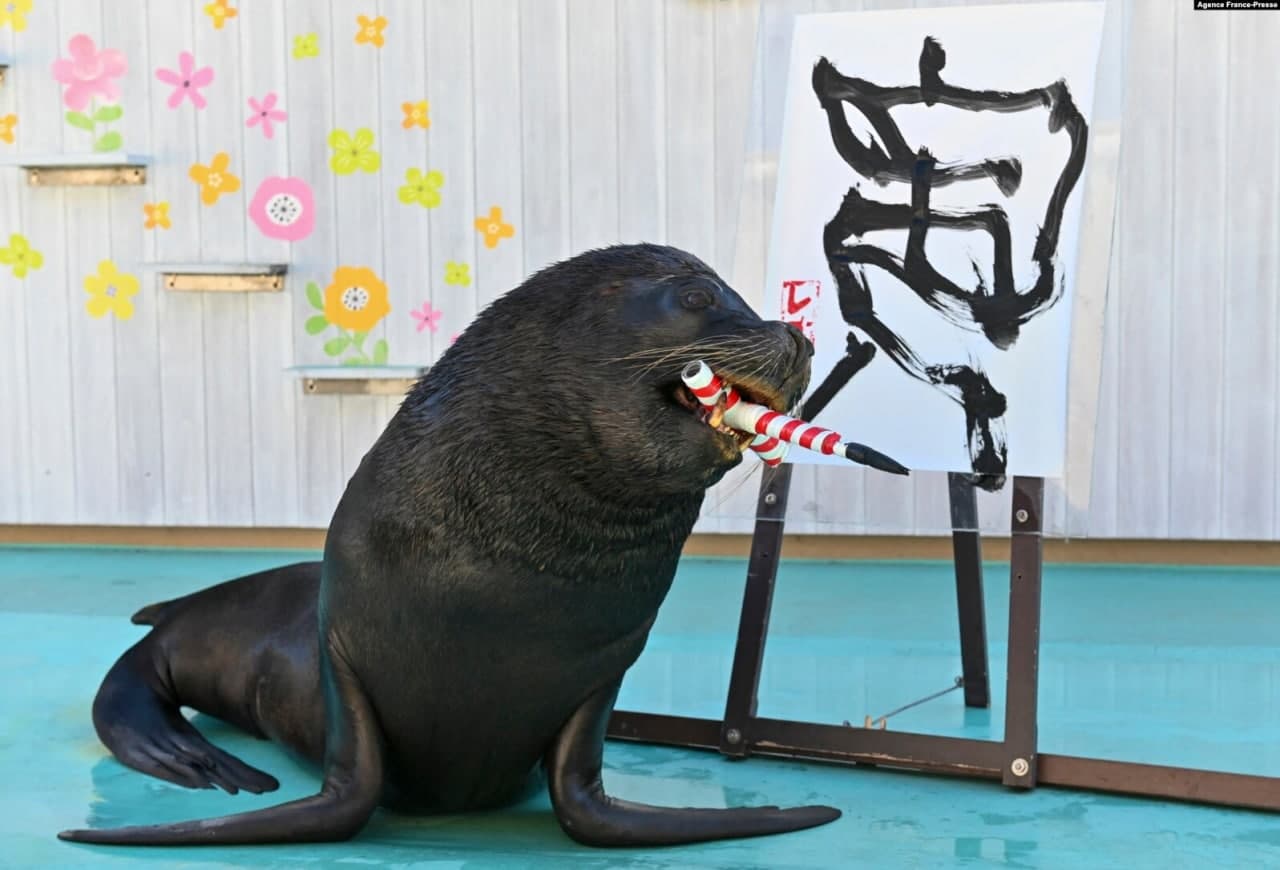 Yaponiyaning Yokogama shahridagi Hakkeijima Sea Paradise suv hayvonlari markazida bo‘lajak yangi yil burji bo‘lmish “yo‘lbars” so‘zini xitoychada yozgan dengiz sheri Leo.