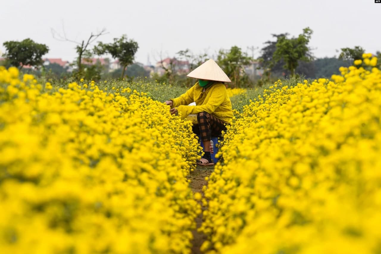 Вьетнамнинг Хун Ен провинциясида фермер хризантема гулини йиғиб олмоқда.