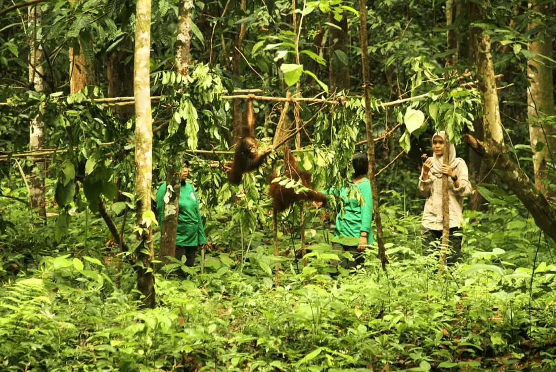 Kalimantan orolidagi qo‘riqxona xodimlari orangutanlarni ko‘rikdan o‘tkazmoqda