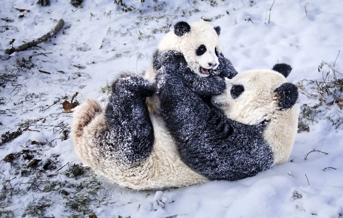 Xitoy hayvonlarni muhofaza qilish va tadqiqot markazidagi pandalar.