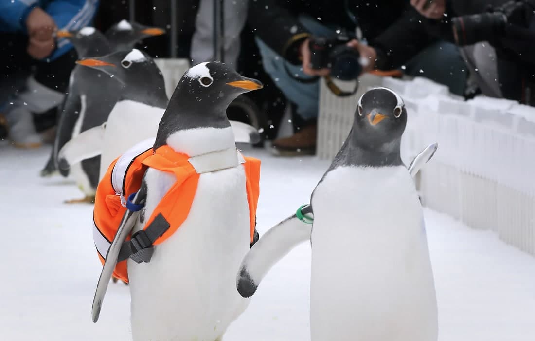 Пингвинлар Хитойнинг Харбин шаҳридаги Қутб паркига ташриф буюрувчиларни кутиб олмоқда.