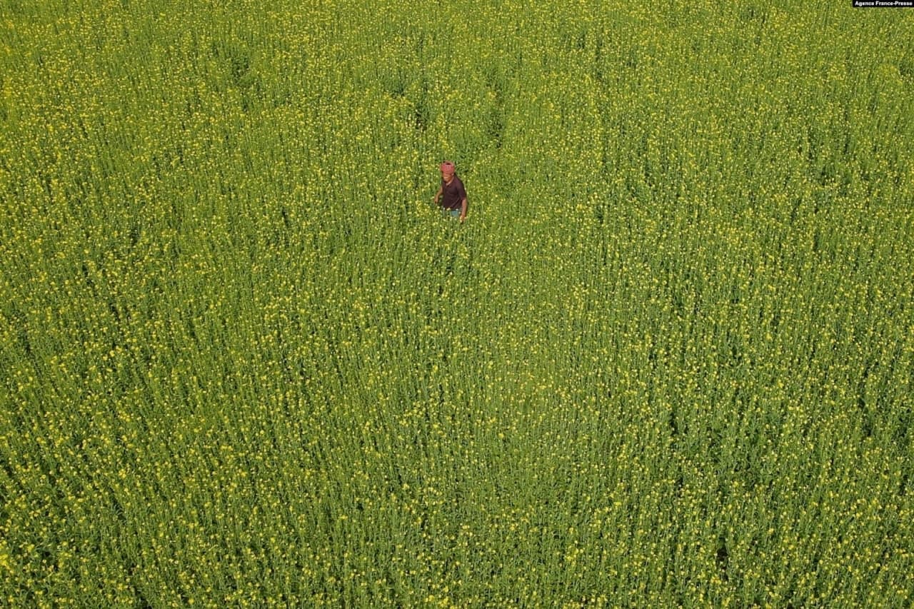 Дакка чеккасидаги Каранигонждаги далада ишлаётган фермер.
