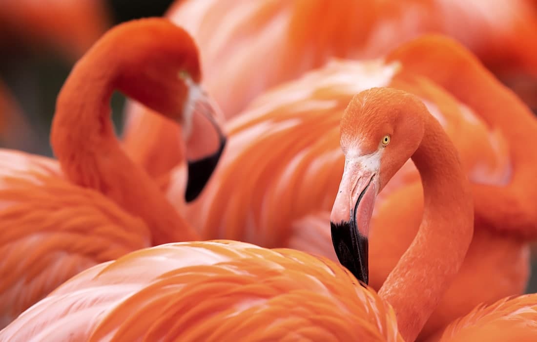 Drezden hayvonot bog‘idagi flamingolar.