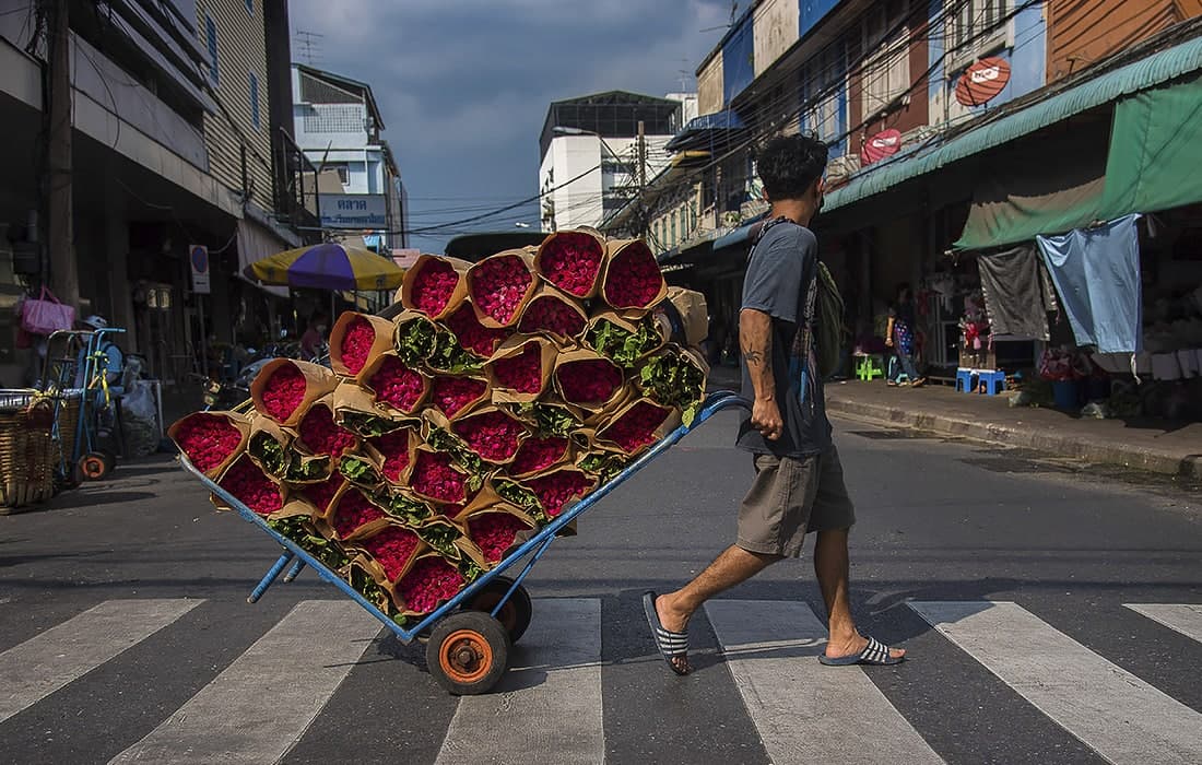 Авлиё Валентин куни Бангкокдаги гул бозорида атиргул билан тўла аравани тортиб кетаётган ишчи.