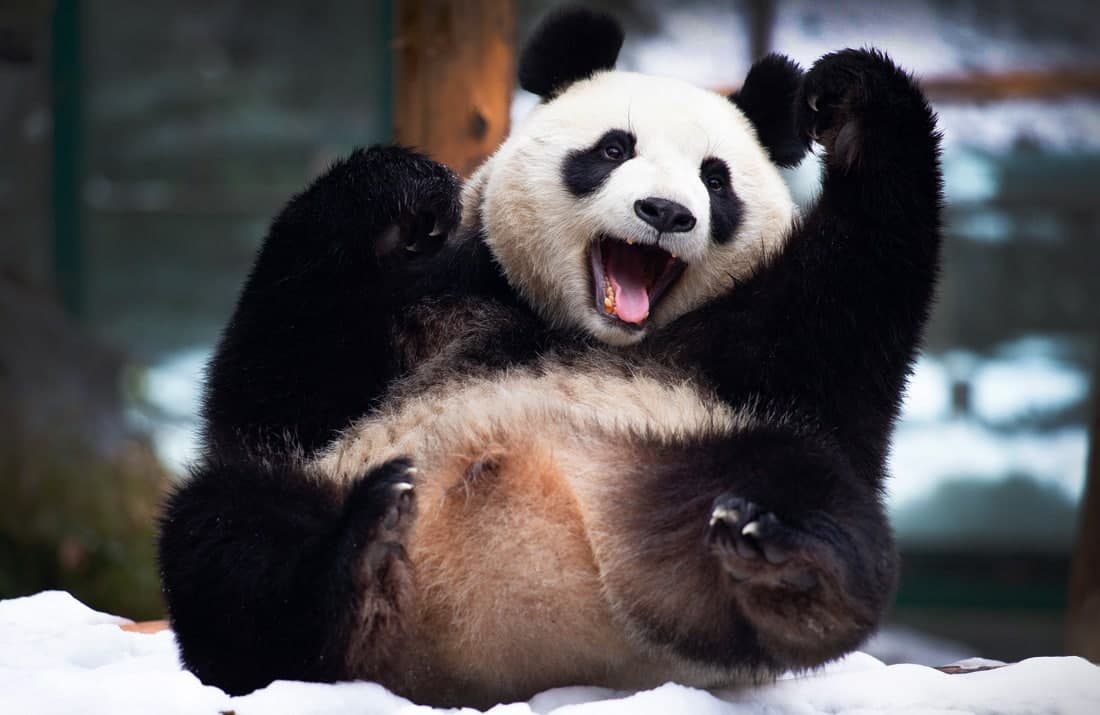 Хитойнинг Хуншан ҳайвонот боғидаги панда.