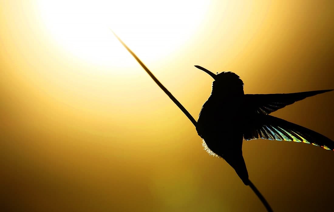 Venesueladagi bog‘da uchib yurgan kolibri.