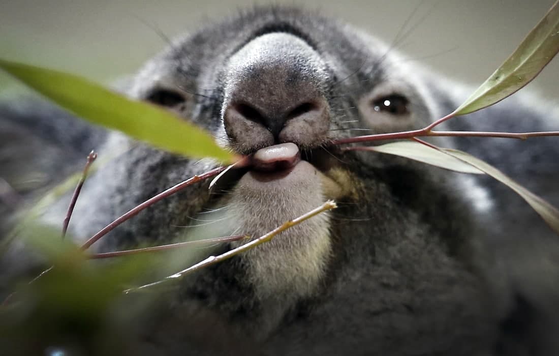 Avstraliya hukumati koalalarni yo‘qolib ketish xavfi ostida turgan turlar ro‘yxatiga kiritdi.